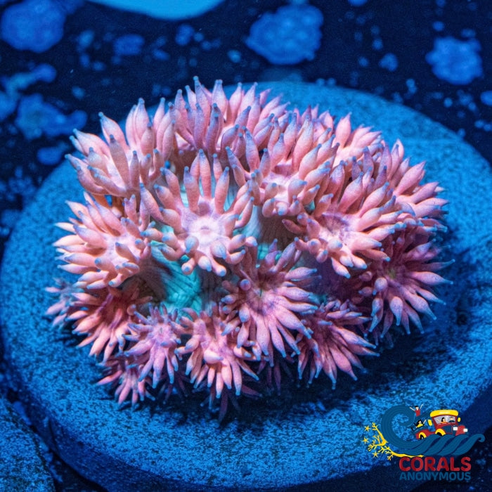 Wysiywg Aussie Rainbow Sapphire Pink Goniopora (1 Frag) Goniopora