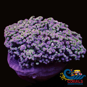 Wysiywg Fathead Purple Frogspawn