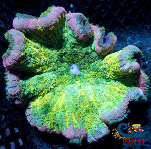 Wyswiyg Ultra Lucky Charms Rainbow Pizza Carpet Anemone (7-8) Carpetanemone