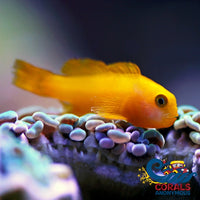 K Done Yellow Clown Goby (1-1.5) Fish