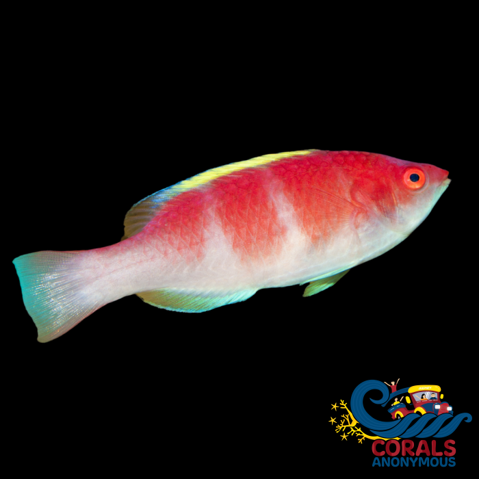 Check Yellow Fin Fairy Wrasse