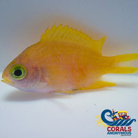 Yellow Gold Chromis (1.5-2) (Chromis Analis) Fish
