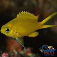 Yellow Gold Chromis (Chromis Analis) Fish