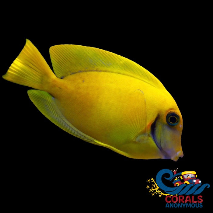 Yellow Mimic Tang (Juvenile 4-5) (Acanthurus Pyroferus) Fish