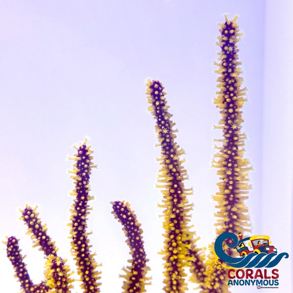 Yellow Polyp Red Gorgonian Gorgonian