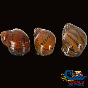 Yellow Racer Nerite Snails (Pack Of 3) Snail