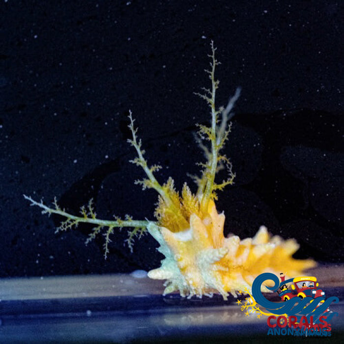 Yellow Sea Cucumber Seacucumber