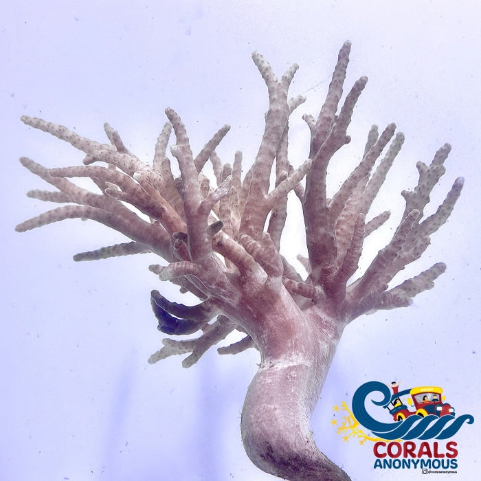 Yellow Spaghetti Finger Leather (3-5) Softcoral