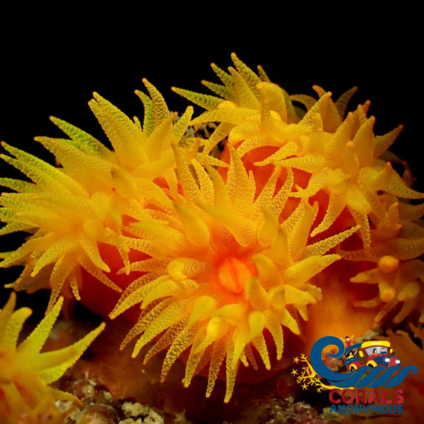 Yellow Sun Coral (5-10 Polyps) Suncoral
