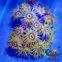 Yellow Sun Coral (5-10 Polyps) Suncoral