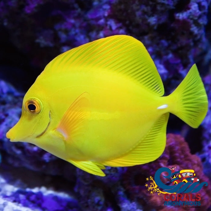 Yellow Tang (Aquacultured) (1-2) Fish