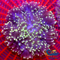 Yellow Tip Purple Sebae Anemone (4-5) Sebaeanemone