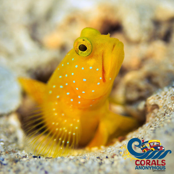 Yellow Watchman Goby Prawn-Goby (Cryptocentrus Cinctus) Fish