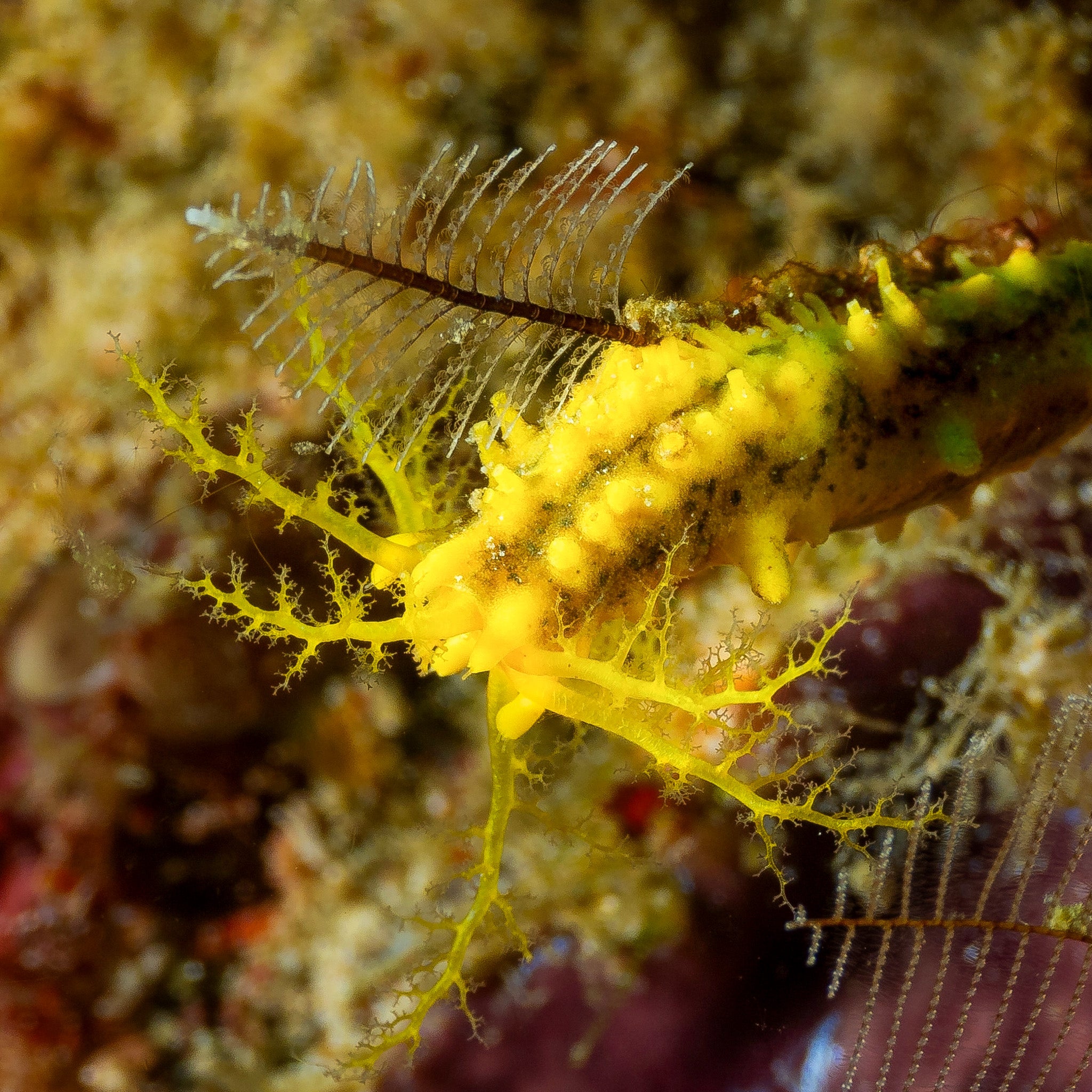 old sea Komorebi 黄色 Yellow Sea Cucumber