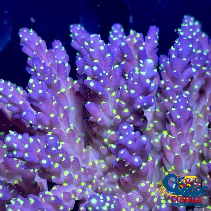 Indo Garf Bonsai Acropora (1 Frag) Acropora