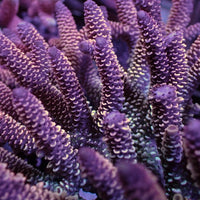 Peach Sorbet Rainbow Acropora (1" Frag)