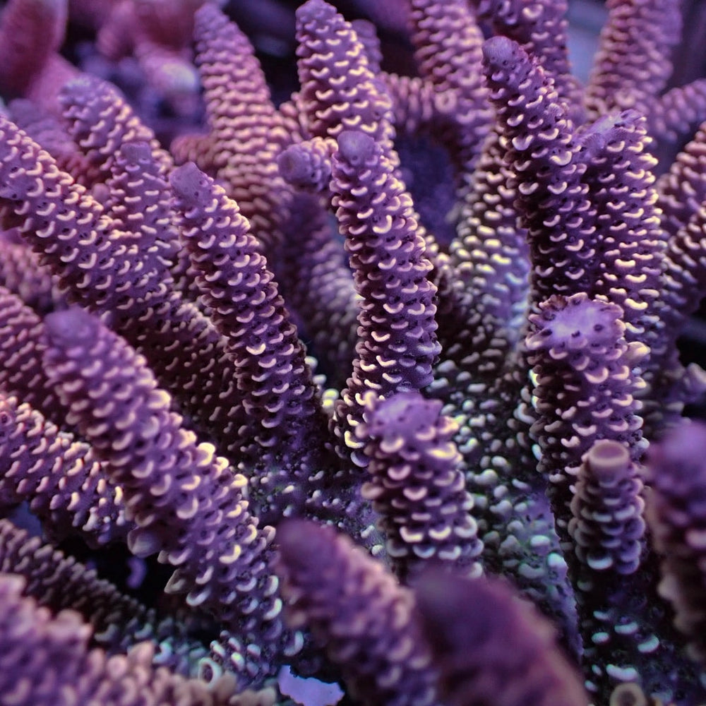 Peach Sorbet Rainbow Acropora (1