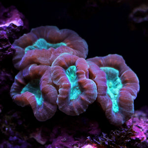 Pinwheel Candy Cane - Corals Anonymous