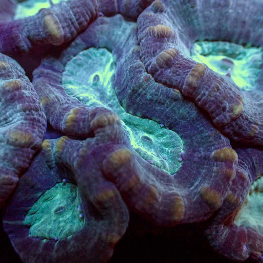 Pinwheel Candy Cane - Corals Anonymous