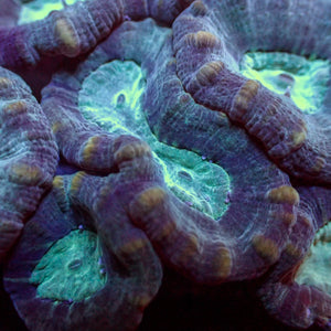 Pinwheel Candy Cane - Corals Anonymous