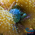 Emerald Crab (Pack Of 3) Crab