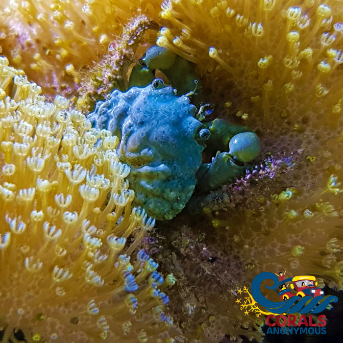 Emerald Crab (Pack Of 3) Crab
