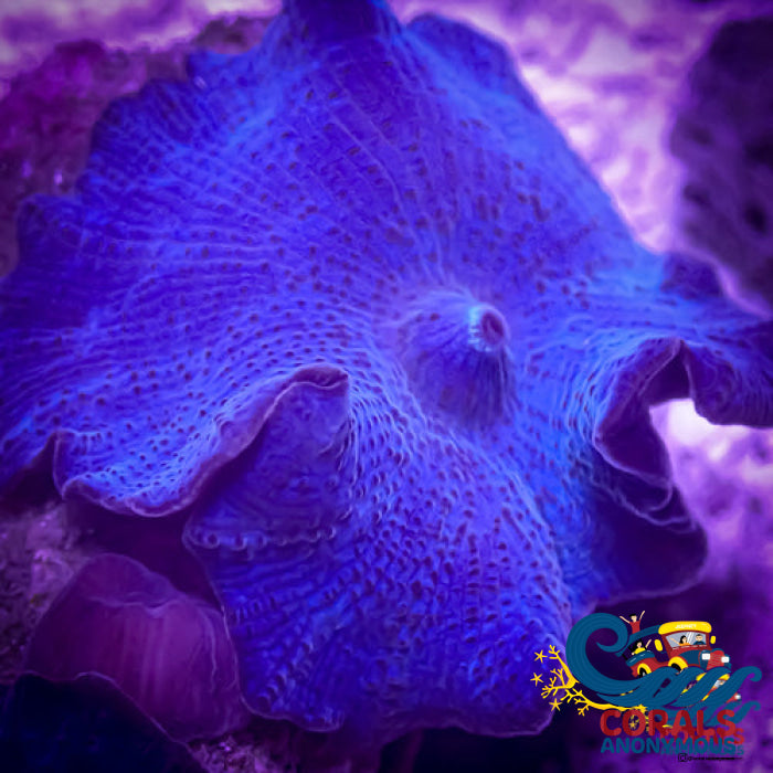 Pure Blue Discosoma Mushroom Discosoma