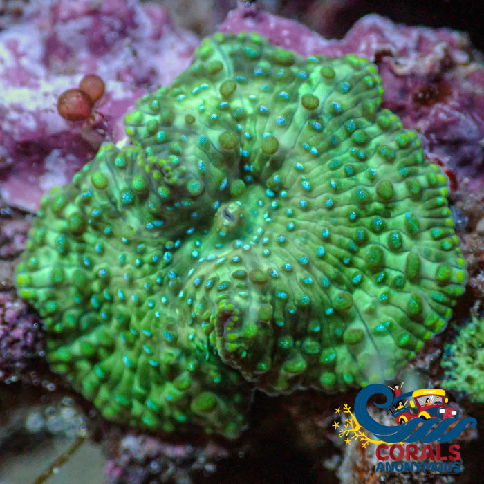 Teal Spotted Green Discosoma Mushroom Discosoma