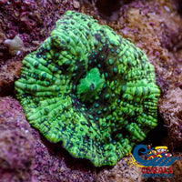 Teal Spotted Green Discosoma Mushroom Discosoma

