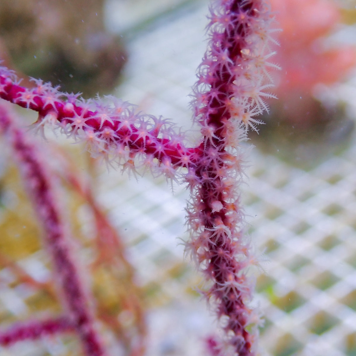 Maroon Sea Finger Gorgonian