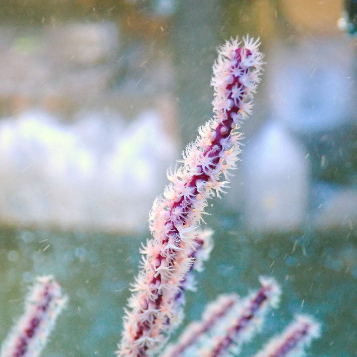 Maroon Sea Finger Gorgonian