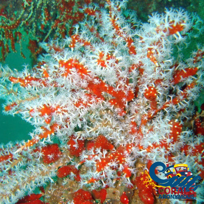 Red Sea Finger Gorgonian Gorgonian