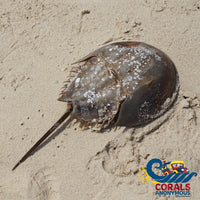 Horseshoe Crab Invertebrates
