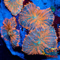 Orange Rhodactis Mushroom Rhodactis