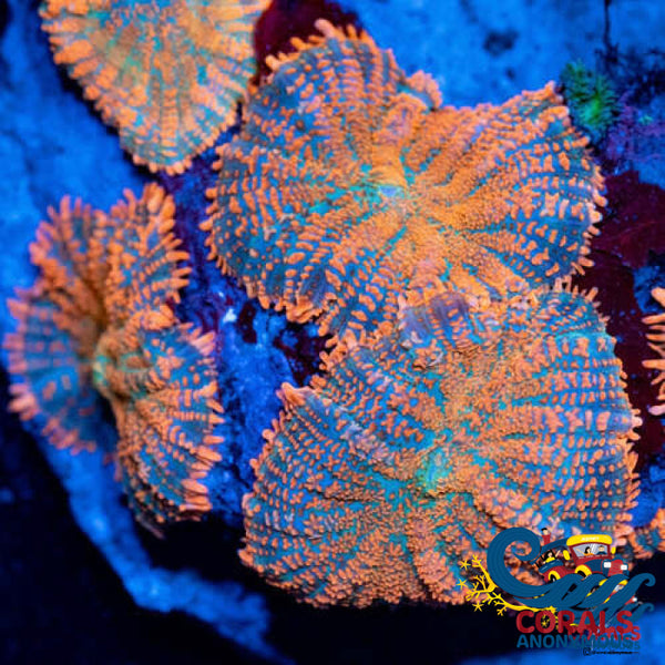 Orange Rhodactis Mushroom | Corals Anonymous