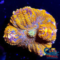 Orange Rhodactis Mushroom Rhodactis