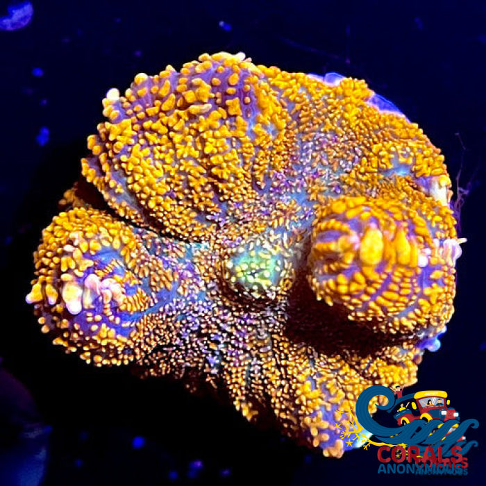 Orange Rhodactis Mushroom Rhodactis