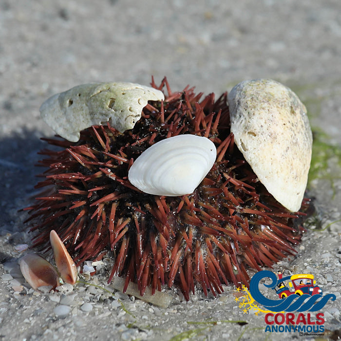 Florida Pincushion Urchin (2-3”) | Corals Anonymous