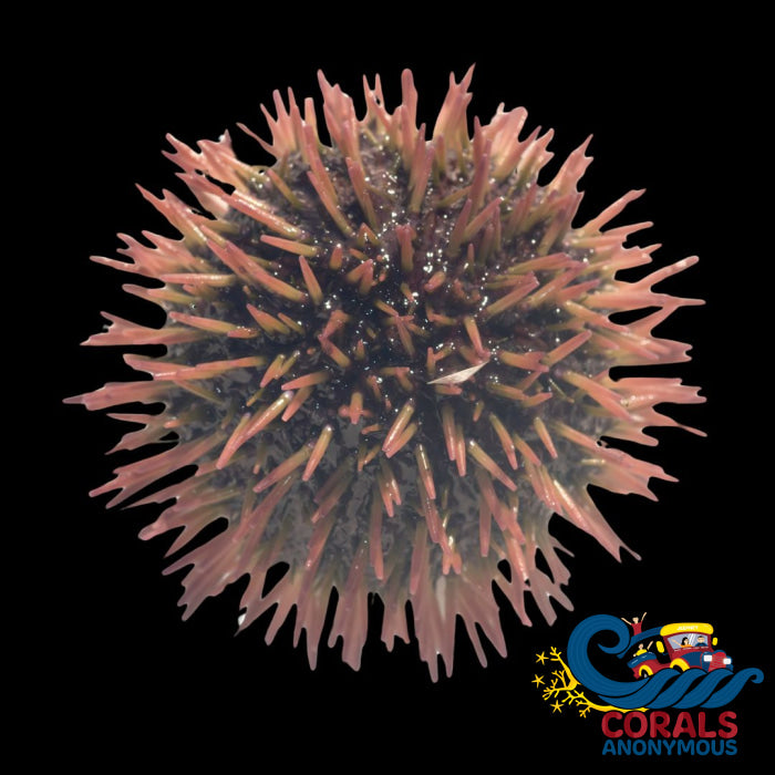 ynigo-urchin-default-title-