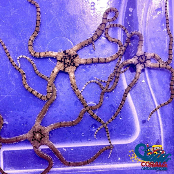 Zebra Brittle Star Starfish