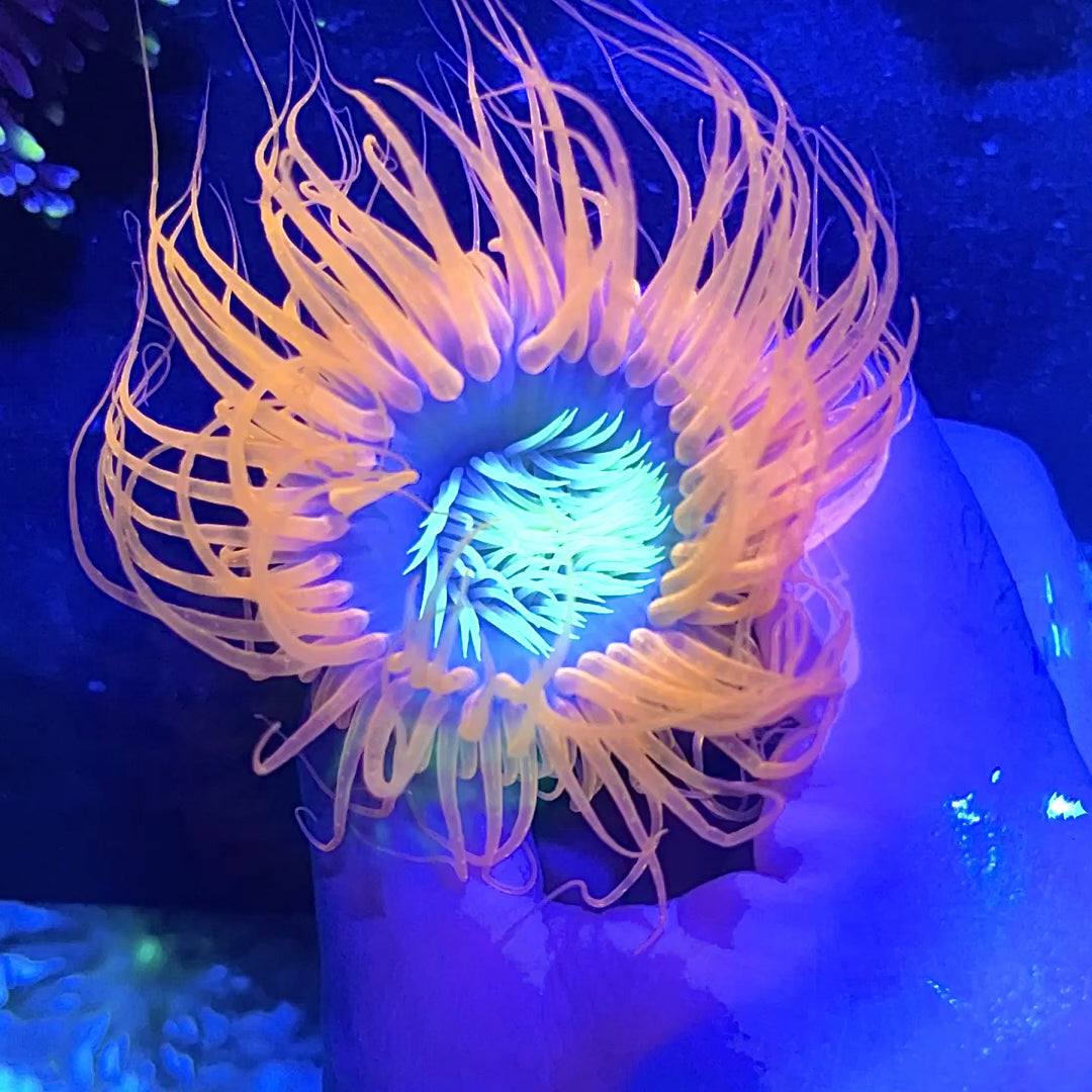 Yellow Devil Rainbow Long Tentacle Anemone | Corals Anonymous