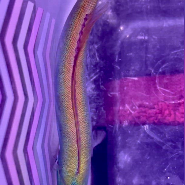 Chameleon (Flashing) Tilefish