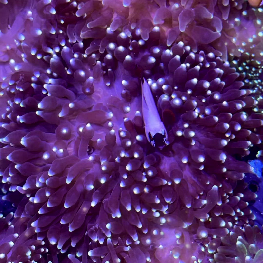 大注目 Tentacle Long Striped Silver Anemone Anonymous Corals | (3-5”) その他