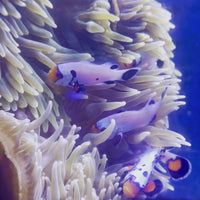 Premium Frostbite Clownfish (Aquacultured)
