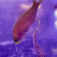 Randall’s Anthias Fish (Female)
