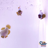 Gold Nugget Maroon Clownfish (Aquacultured)
