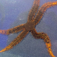 Red Brittle Starfish
