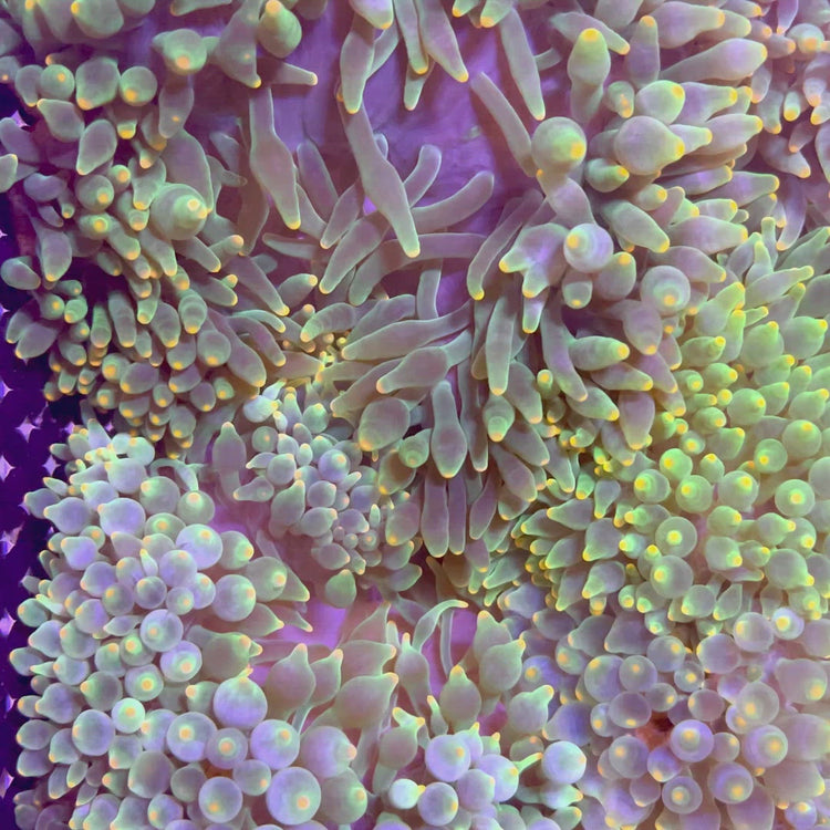 Lantern Bubble Tip Anemone