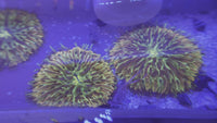 Ultra Rainbow Fantasia Plate Coral (2-2.75”)
