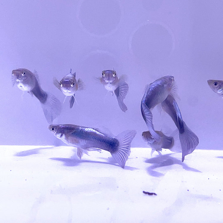 Saltwater Turquoise Guppy
